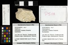 Foto (Objekt + Etiketten) von Ambulocapsa sp. 